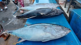 Live 28 Jan 24 ‼️🔪🔥Cutting fresh tuna started by Daeng Rappi followed by other fish cutting masters [upl. by Naeerb546]