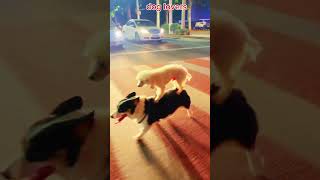 Wow amazing funny dog dog puppyvideosdoglover dogbarking puppy puppybarking shorts [upl. by Bull]