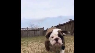 Reuben the Bulldog Slomo Rumble [upl. by Trocki]