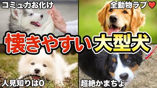 【誰とでも仲良し】人に懐きやすい大型犬5選！ [upl. by Nodnart292]