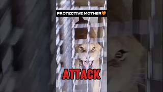 Lioness ATTACKS Man who Disturbs Her🦁🔥 shorts lion animals [upl. by Grath696]