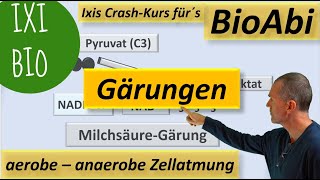 Anaerobe und aerobe Zellatmung im Vergleich  Alkoholische Gärung und Milchsäuregärung im Detail [upl. by Einnad485]