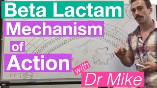 βlactam  Mechanism of Action and Resistance [upl. by Laehcimaj]