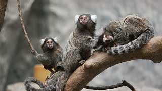 marmosets🥰🥰animals comment plz😊 [upl. by Icyaj566]