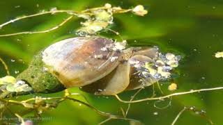 Great Pond Snail lymnaea stagnalis  Lewes Sussex March 2021 [upl. by Araz]