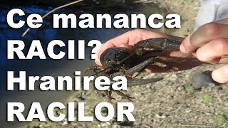 Idei de afaceri  Ce mananca racii hranirea racilor  NextStep [upl. by Drice]