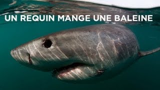 Un requin mange une baleine [upl. by Behah]