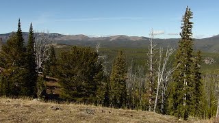 How conservationists are protecting Whitebark Pine trees in Yellowstone National Park [upl. by Ailices]