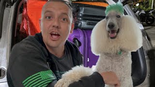 Top Dog Travel Must Haves [upl. by Guillermo]