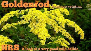 ⟹ Goldenrod  Solidago velutina  This plant has many uses [upl. by Atrim]