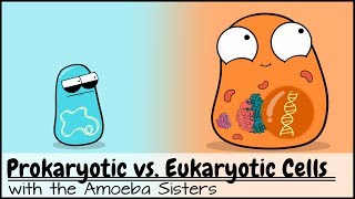 Prokaryotic vs Eukaryotic Cells Updated [upl. by Cirdec]