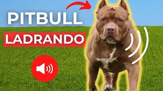 PITBULL LADRANDO y GRUÑENDO 🐕 Ladrido de Perro [upl. by Hafeenah]