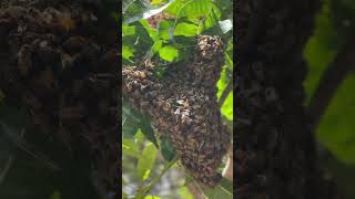 Safely Transferring a Swarm to the Hive 🐝📦 beekeeping beekeepingjourney beekeepingadventures [upl. by Kcirdneh]