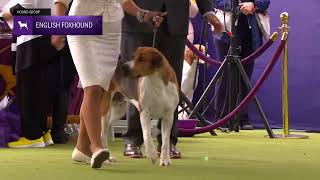 English Foxhounds  Breed Judging 2024 [upl. by Adnhoj]