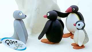 Pingus Friends amp Family 🐧  Pingu  Official Channel  Cartoons For Kids [upl. by Octave61]