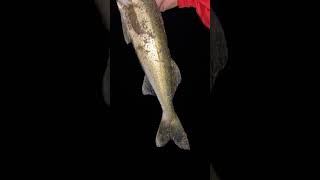 Walleye fishing 🎣 subscribe [upl. by Kenric266]