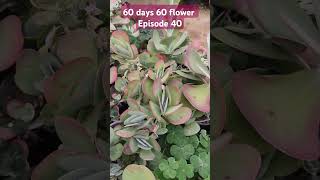 Kalanchoe thyrsiflora instagram succulenttreanding trending youtubeshorts gardenplants plants [upl. by Linden]