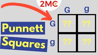 Punnett Square Basics  Mendelian Genetic Crosses [upl. by Kerrill936]