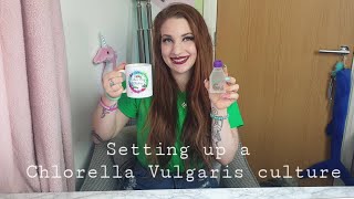 How to set up a Chlorella Vulgaris Culture simple no tech [upl. by Erdreid]