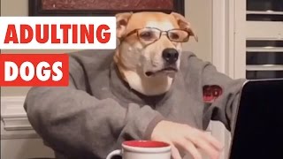 Adulting Dogs  Funny Dog Video Compilation 2017 [upl. by Nayve]