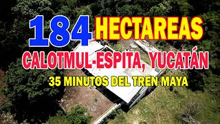 184 HECTAREAS ENTRE CALOTMULESPITA YUCATAN  LLAMAR AL 9861002434 [upl. by Sillyhp604]