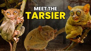 Meet the Tarsier The Only Venomous and Poisonous Primate 🐒 [upl. by Eirret339]