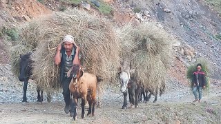 Mountain Life in Nepal Barekot NepalHorse carry in Grass Nepal Village life 🇳🇵 [upl. by Vinson]