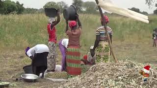 Culture de l’arachide ou cacahuète [upl. by Ruth823]