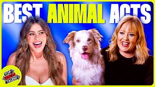 Top 20 Best Animal Acts on Got Talent [upl. by Arised]