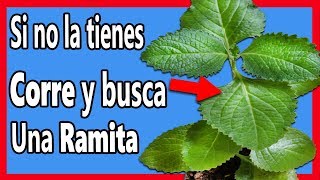 Esta hierba🌱 es 1 de las ➕ Poderosas que Existe pero Poca gente lo sabe Beneficios del Orégano [upl. by Rebmac]