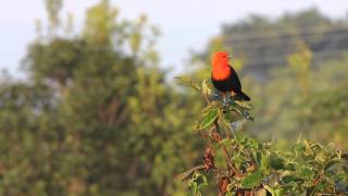 CARDEAL DO BANHADO CANTANDOAmblyramphus holosericeus [upl. by Uis]