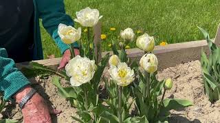 The Peony Flowering Tulip Mt Tacoma  Bulbs for Fall Planting [upl. by Vernon]