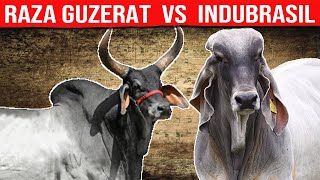 🔴GUZERAT Lechero VS INDUBRASIL Cuál Es La Mejor Opción Para La Producción De Leche y Carne✅ [upl. by Reinald]