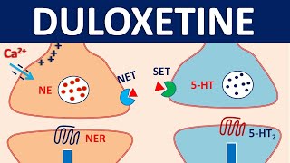 Duloxetine cymbalta  Mechanism precautions interactions amp uses [upl. by Alul]