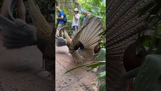 Birds display their beauty amomentwithsrprisca birds shortvideos shorts wildlife short video [upl. by Caressa]