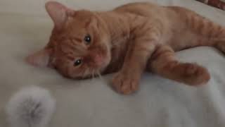 Playful Ginger Cat and Toy Mouse [upl. by Yanahc]