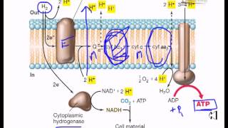 Electron flow in hydrogen oxydizing bacteria [upl. by Wendell]