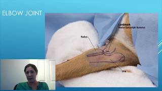 Canine Intraarticular Injection Technique  A Detailed Guide for Veterinary Surgeons [upl. by Bravar]