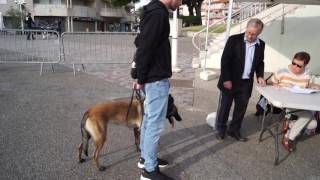 CONFIRMATION LOF MALINOIS ISKA [upl. by Rey]