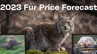 2023 Fur Auction Forecast  FHA Review [upl. by Leanatan26]