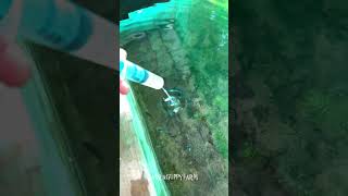 Live food guppy food artime livefood tank butterfly music fish guppykerala aquarium [upl. by Toinette]