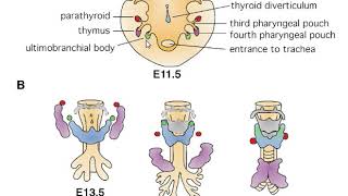 Branchial arches clefts amp pouches [upl. by Garin]