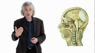 Steven Pinker Linguistics as a Window to Understanding the Brain  Big Think [upl. by Ennaus]