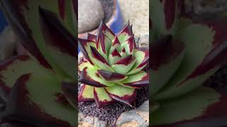 Two Stunning Ways to Showcase Echeveria agavoides quotEbonyquot 🌿🌼✨  Creative Plant Staging Ideasquot [upl. by Alamak452]