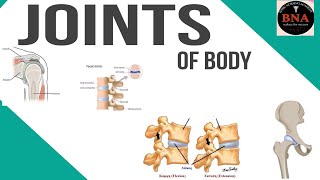 Types of joints fibrous synovial and cartilaginous joints [upl. by Hathaway]