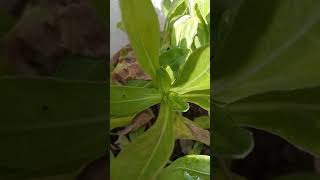 Calendula flowering in Pot [upl. by Serafine]