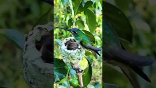 Baby bird nest eating ytshorts youtubeshorts birdnest babybirds eating birds wildbirdlife [upl. by Elocyn758]