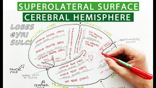 Superolateral surface of cerebral hemisphere  Lobes sulci gyri  Neuroanatomy [upl. by Pangaro201]