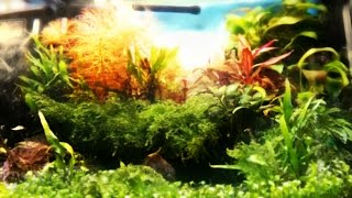 Aquascaping planted fish tank 25 litres high tech nano aquarium Betta splendens [upl. by Gaelan]