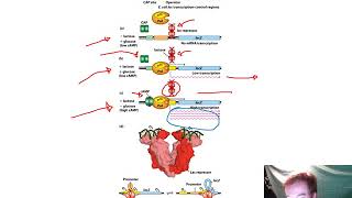 Transcriptional Control of Gene Expression Chapter 9 [upl. by Anika604]